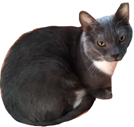 Waggy discord emote!